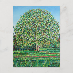 Bow Tree Spring Postcard