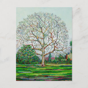 Bow Tree Winter Postcard