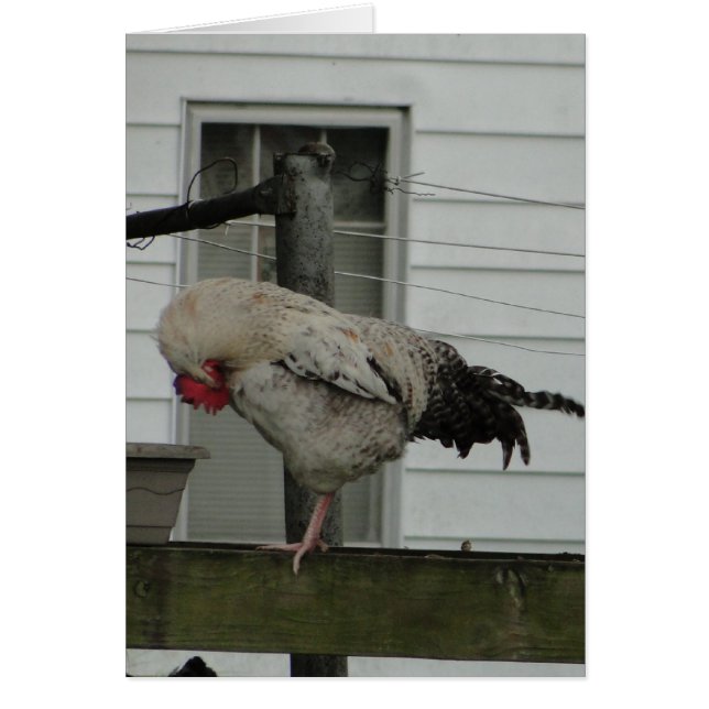 Bowed Rooster/Prayer (Front)