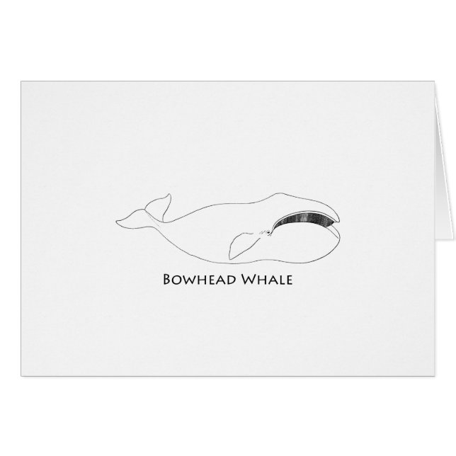 Bowhead Whale (line art illustration) (Front Horizontal)