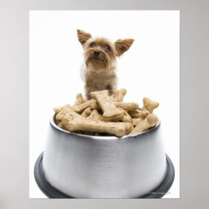 Bowl of dog treats by Yorkshire Terrier Poster