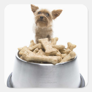 Bowl of dog treats by Yorkshire Terrier Square Sticker
