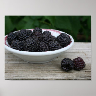 Bowl of Garden Fresh Black Raspberries Poster