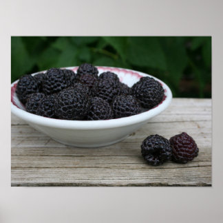 Bowl of Garden Fresh Black Raspberries Poster