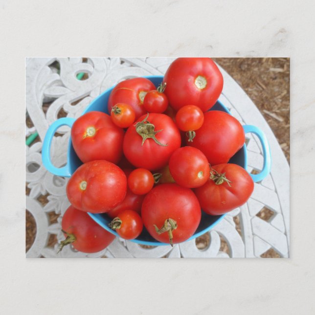 Bowl of Tomatoes Postcard (Front)