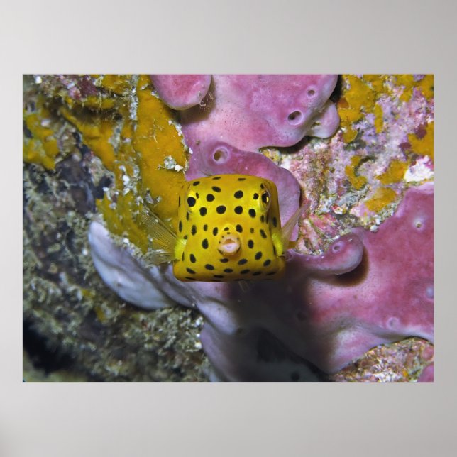 Box Boxfish Portrait Poster (Front)