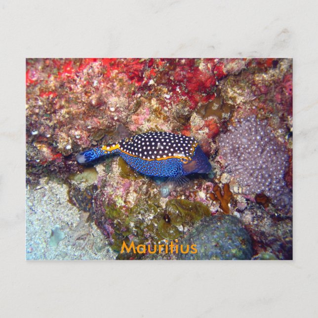 Box fish, Mauritius Postcard (Front)