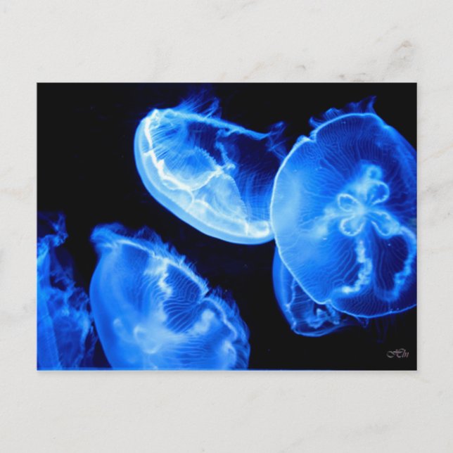 Box Jellyfish Postcard (Front)