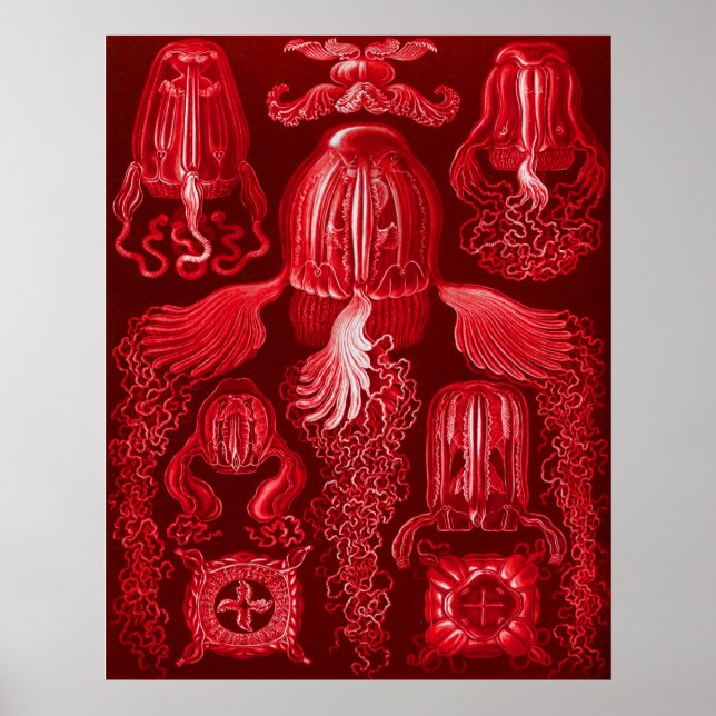 Box Jellyfish Poster (Front)
