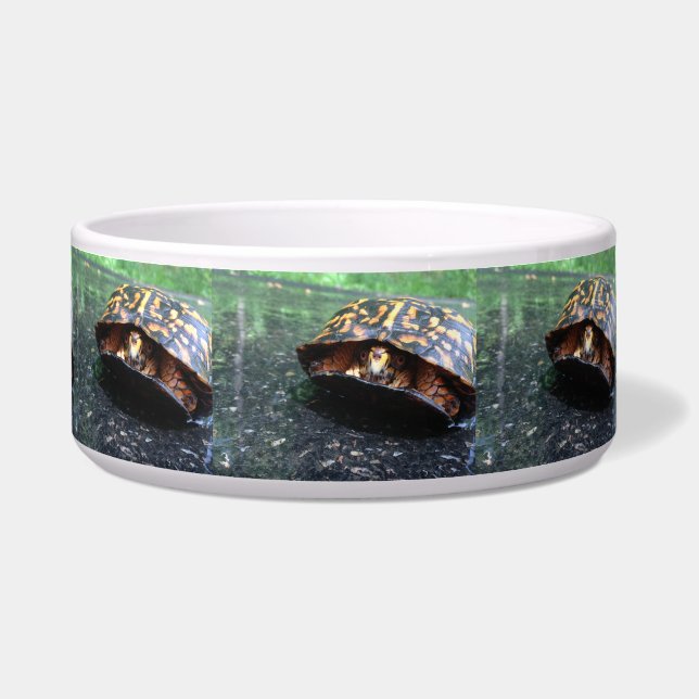Box Turtle (Front)