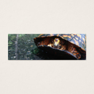 Box Turtle