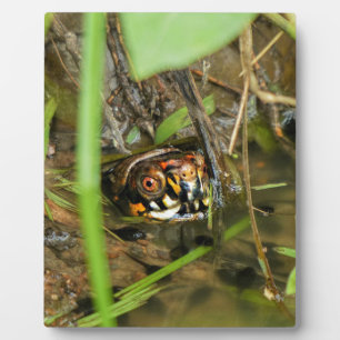 Box Turtle and Tadpoles Plaque