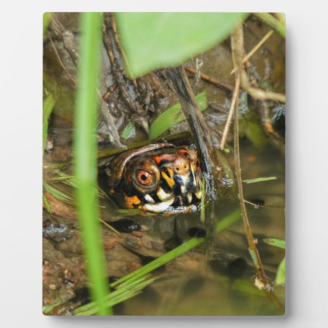 Box Turtle and Tadpoles Plaque (Front)