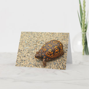 Box Turtle Brazilian Card
