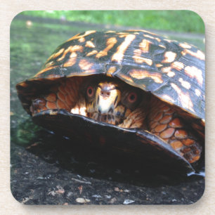 Box Turtle Coaster