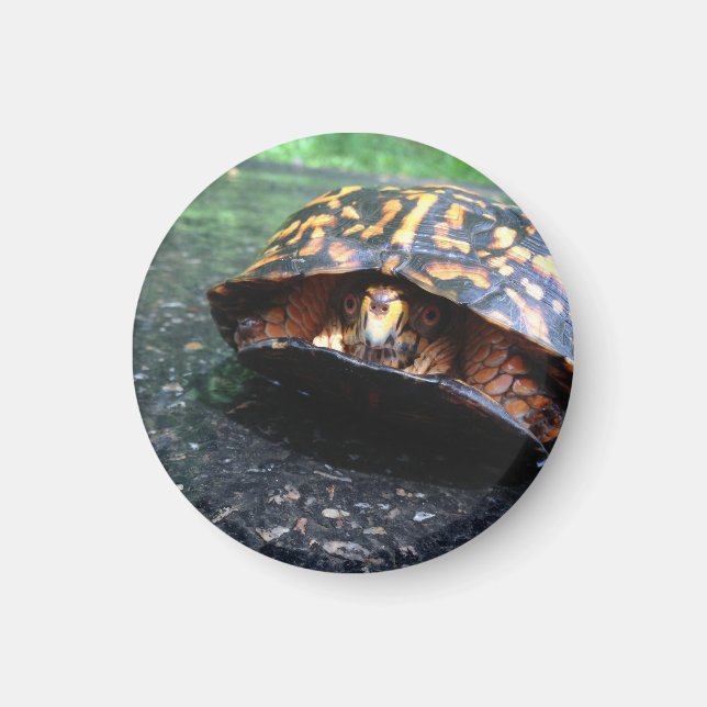 Box Turtle Magnet (Front)
