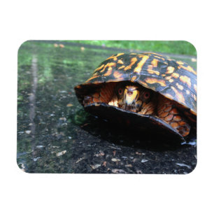 Box Turtle Magnet