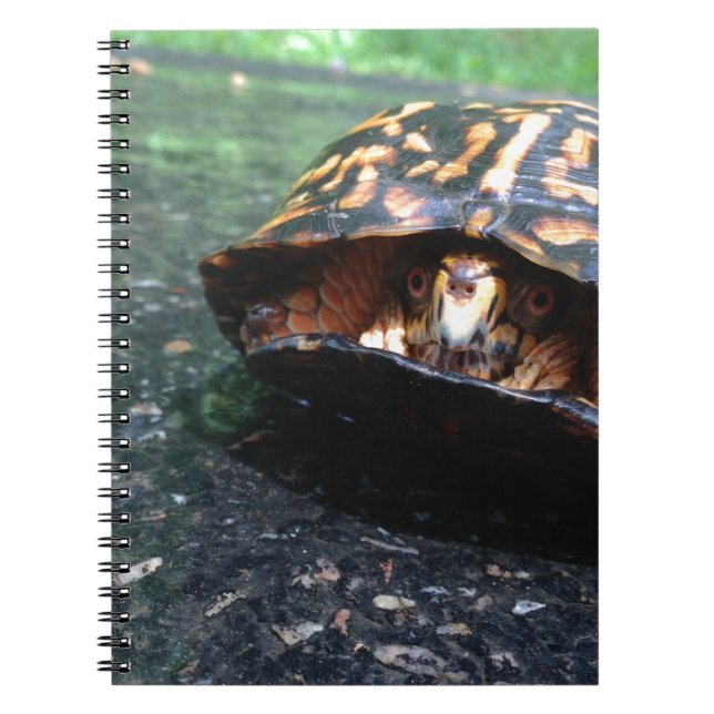Box Turtle Notebook (Front)