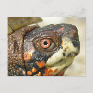 Box Turtle postcard. Postcard