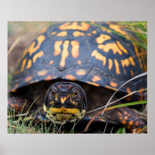 Box Turtle Poster