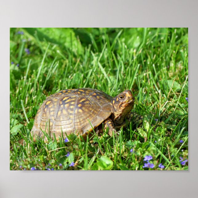 Box Turtle Poster (Front)