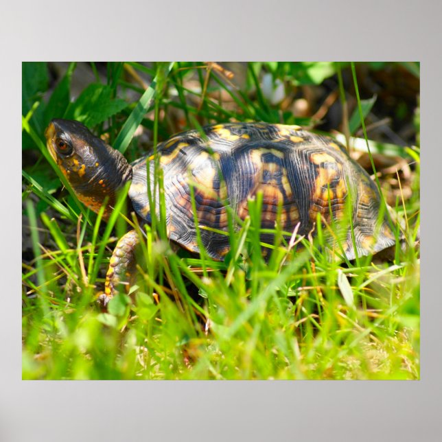 Box Turtle Print (Front)