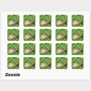 Box Turtle Square Sticker