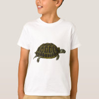 Box Turtle