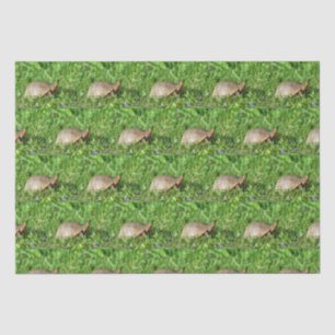 Box Turtle Tissue Paper