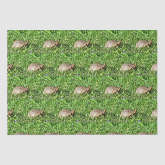 Box Turtle Tissue Paper (Front)