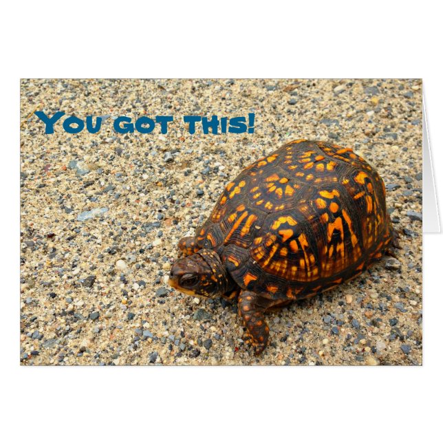 Box Turtle You Got This! (Front Horizontal)