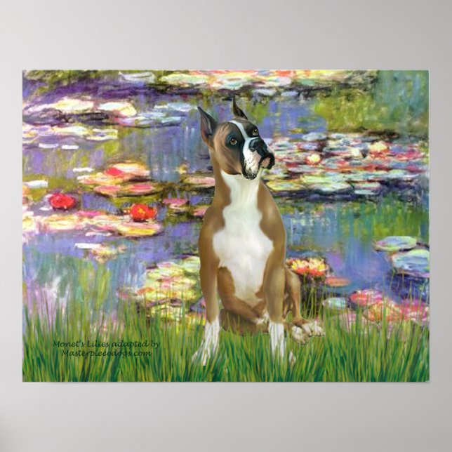 Boxer 1 (cropped) - Lilies 2 Poster (Front)