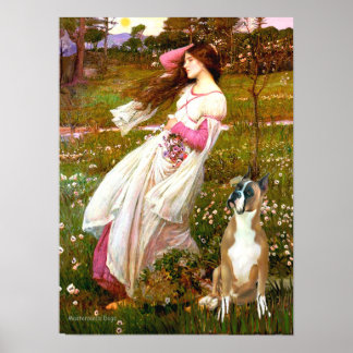 Boxer 1cr - Windflowers Poster