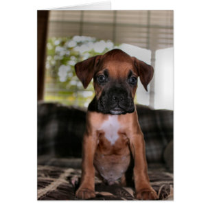 Boxer baby