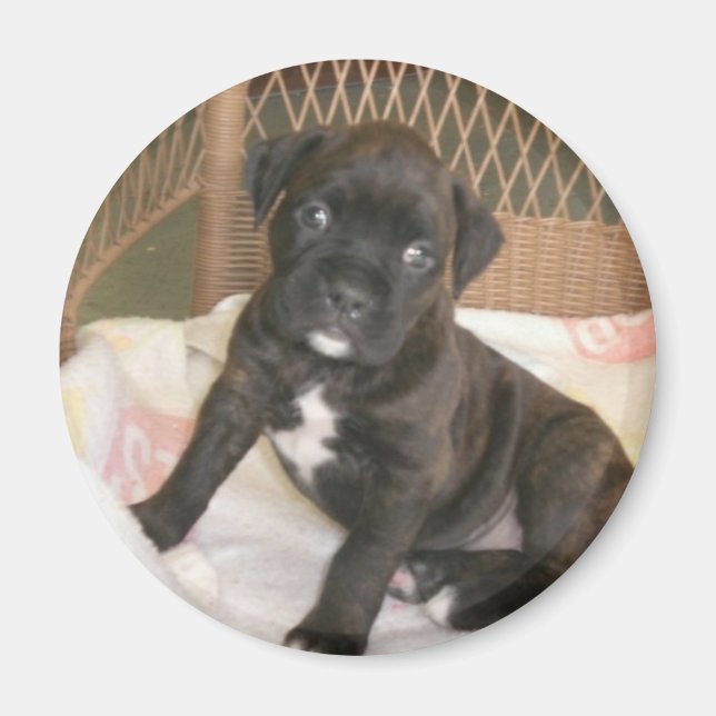 Boxer Baby! Magnet (Front)
