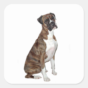 Boxer - brindle (natural ears) square sticker