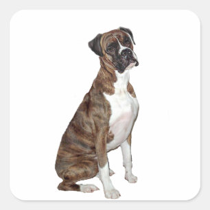 Boxer - brindle (natural ears) square sticker