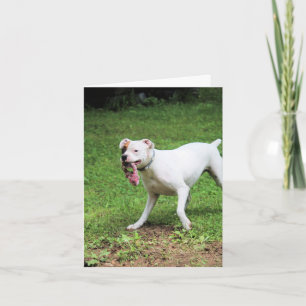 Boxer Card