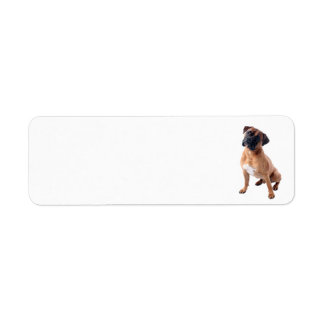 Boxer Dog 2