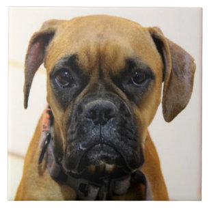 BOXER DOG 2, Pet Love, Best Friend KEEPSAKE Tile