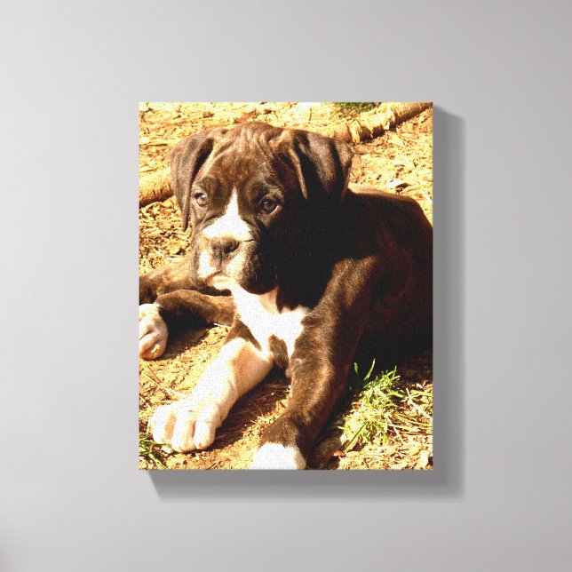 boxer dog canvas print (Front)