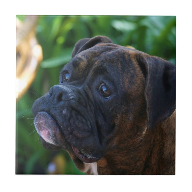 boxer dog Ceramic Tile (Front)