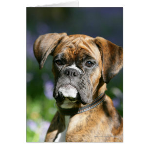 Boxer Dog Headshot