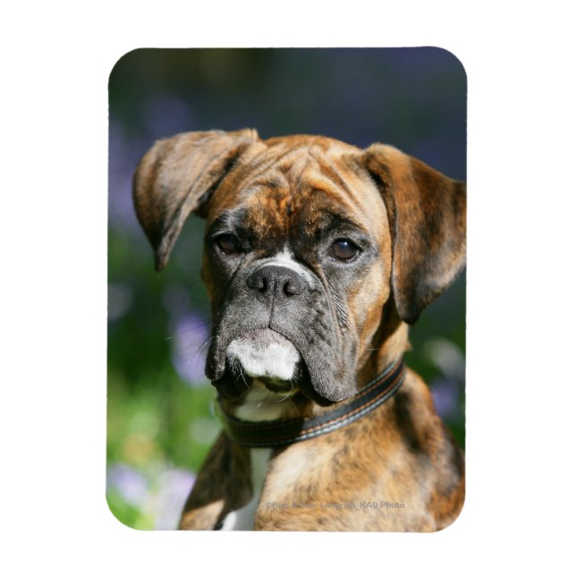 Boxer Dog Headshot Magnet (Vertical)