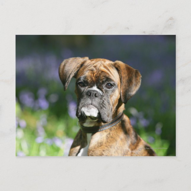 Boxer Dog Headshot Postcard (Front)