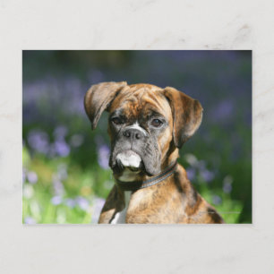 Boxer Dog Headshot Postcard