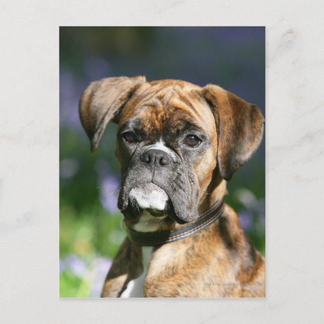 Boxer Dog Headshot Postcard (Front)