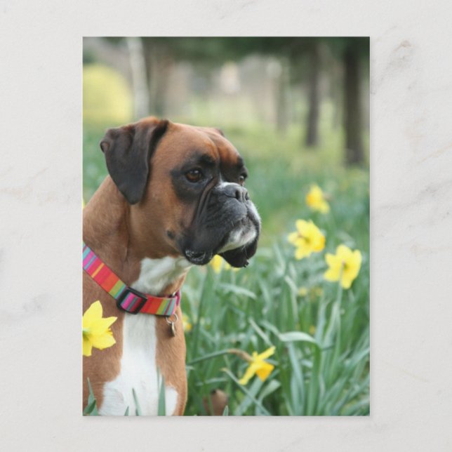 Boxer Dog in Daffodils Postcard (Front)
