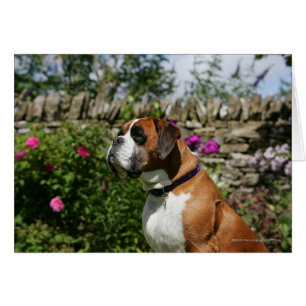 Boxer Dog in the Flowers