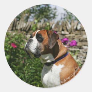 Boxer Dog in the Flowers Classic Round Sticker